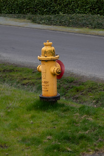 A fire hydrant on a gray Seattle February morning